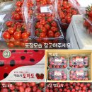 유기재배 대추방울토마토 판매 이미지