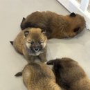 다시사랑받개 네이버블로그
