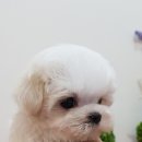 아이러브 애견 이미지