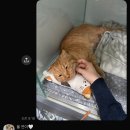 유동물병원 | 아산 24시 동물병원 고양이 진료 입원 후기 및 전원 결정이유