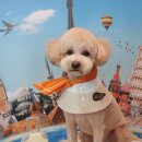 아띠그루밍 이미지