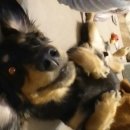 댕이의하루 이미지