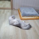 별그루밍 이미지