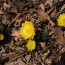 완도수목원 이미지