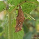 나비 한살이 이미지