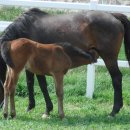 장수목장2 이미지