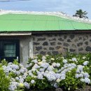 밭담집 | 제주도 독채펜션에서 누리는 진짜 휴식 – 돌담너머집 밭담점 이용후기