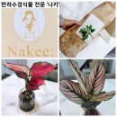 쉽고 깔끔하게 키우는 반려 수경식물키트 구입 후기 A TO Z - 나키