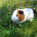 비타민동물병원 이미지