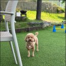 몽글몽글애견유치원 | [공지] 화성 새솔동 강아지 미용은 몽글몽글 애견유치원에서 !