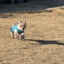 도그애견 | 부산 금정산 신상 애견운동장 도그백 방문 후기