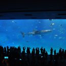 세계에서 두 번째로 큰 수족관인 오키나와 추라우미 수족관(美ら海 水族館, ちゅらうみ すいぞくかん) (2) 이미지