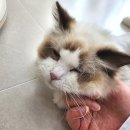밀리언캣 네이버블로그