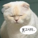 (주)코우 | 소우코우 알파시디 트리플cd 핫한 인플픽 실제 경험담 추천!