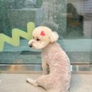 하트애견미용실 | (송파/문정) 애견미용실 샬몽 추천! 내돈내산 후기