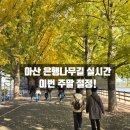 은행나무길(경제진흥원앞) | 아산 은행나무길 곡교천 실시간 단풍 상황, 이번 주말 절정!