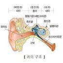 노인들이 잘 넘어지는 이유는 내이전정(內耳前庭) 기능장애 때문 이미지