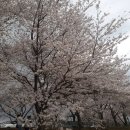 양산 황산공원 벚꽃이 활짝 피기 직전이에요 이미지