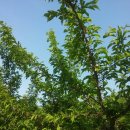 성골 농원 이미지