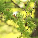 낙엽송(일본잎갈나무) 이미지