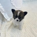 오독안심분양센터 강아지분양 고양이분양 인천점 이미지