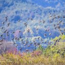 오리 날다 이미지