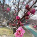 광양매화문화관 이미지