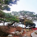 전지 시기 놓쳤던 평창동 갤러리 &amp; 주택 소나무 전지