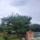 무성조경 네이버블로그