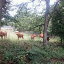 광일목장 이미지