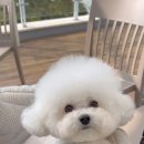 천하무적다온