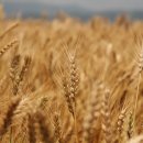 밀.밭두렁 이미지