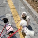 개좋은날 이미지