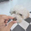 하바네즈 코리아 | 연어 단일 단백질 사료 추천, 오아지 어덜트 미디엄/라지 연어 솔직후기