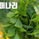 미나리삼겹살 이미지