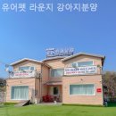 유어펫 일산본점 | [일산/분양샵] 유어펫 라운지 강아지분양 오랫동안 기억에 남을 특별한 인연의 시작