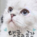 sootti 수띠 이미지