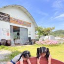 대한꽃농원 이미지