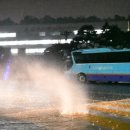 완도18호 이미지