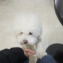 네일시월