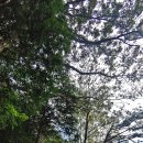 대곡리 암각화 이미지