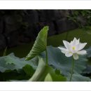 고고한 아름다움 이미지