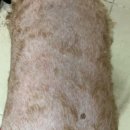 펫바스로 동탄 이미지