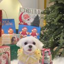 알로하펫 이미지