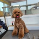 땡자애견 이미지