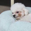 판도라독 이미지