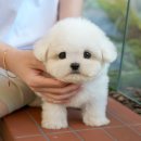청조애견미용실 | 마산강아지무료분양 애견분양 소원을 이루다!