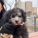 몽냥몽냥 | 믿고 분양 받 을 수있는 두들 몽냥몽냥김포점