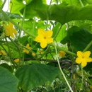 재미농장 이미지