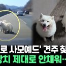 [씬속뉴스] '고속도로 사모예드' 견주 찾았다 "잠금장치 제대로 안채워…죄송" 이미지